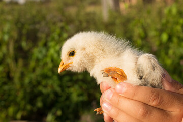 Child holds a little yellow chicken in his hands