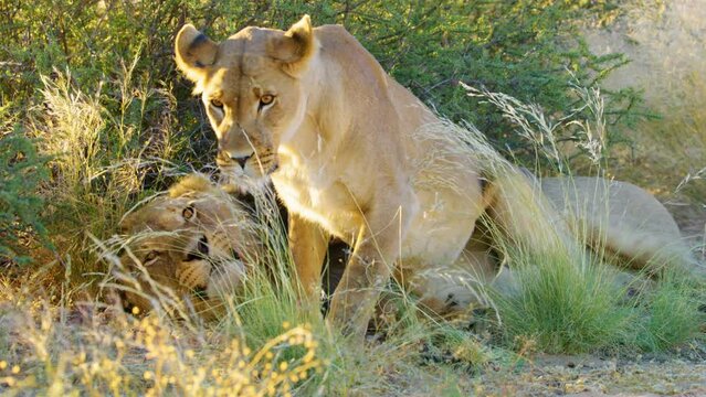 Lioness trying to seduce male lion for mating in Savanah