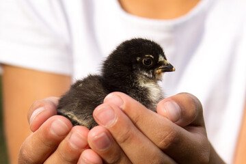 Child holds a little black chicken in his hands