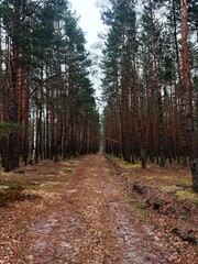 path in the forest