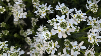 white flowers in the garden