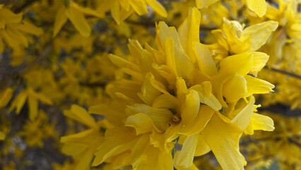 yellow forsythia flowers close-up petals, pistils - obrazy, fototapety, plakaty