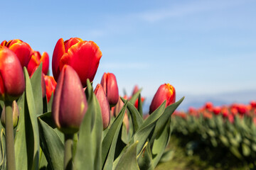 Tulips in full bloom springtime in the Skagit Valley