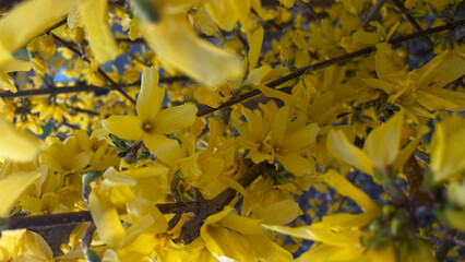 Close-up, yellow flowers of Forsizia Zabel-1