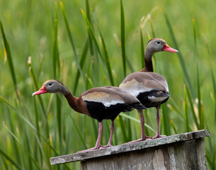Whistling Ducks on Nest Box