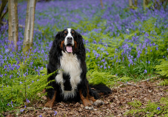 Bernese Mountain Dog visiting bluebell woods 