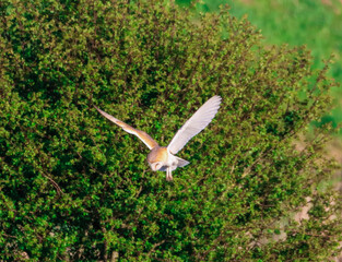 A beautiful Barn Owl in flight at sunset