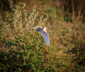 A beautiful Barn Owl in flight at sunset