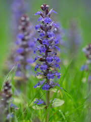 Wiese mit blühenden Pflanzen des Kriechenden Günsels (Ajuga reptans).