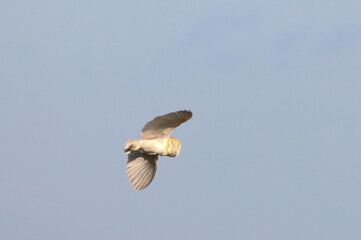 A beautiful Barn Owl in flight at sunset