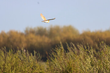 Fototapeta premium A beautiful Barn Owl in flight at sunset