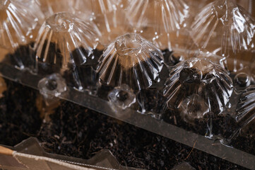 卵パックで苗づくり　底の穴あけ