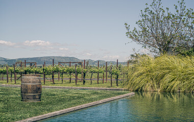 Garden vineyard at Sonoma, Napa Valley, Calfornia, United States of America