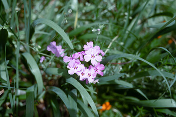 purple flowers in a garden