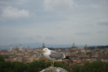 seagull on the pier