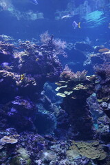 coral reef with fishes