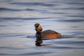 Black-necked grebe swims perpendicular to the camera lens in the water with reflection on a sunny spring day. Close-up portrait eared grebe.	
 - obrazy, fototapety, plakaty