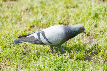 餌をついばむカワラバト