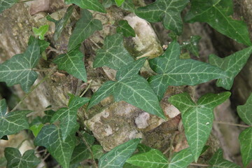 leaves on the ground