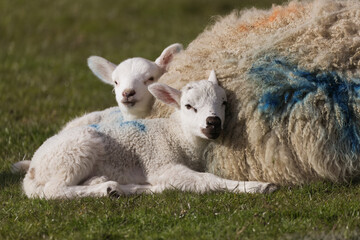 Naklejka na ściany i meble Spring Lambs with their Mother