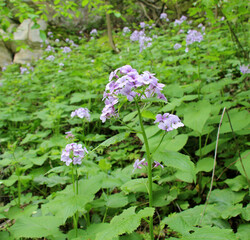 Lunaria rediviva blooms in the forest in spring
