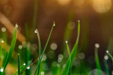 Morning dew drops on green grass close-up. Natural water drops