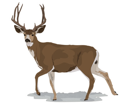 Mule Deer