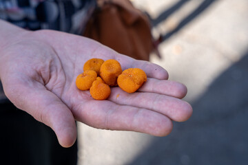 Orange fruits of Arbutus canariensis in a palm