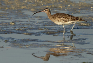 Whimbrel in the morning hours at mameer coast during low tide, Bahrain