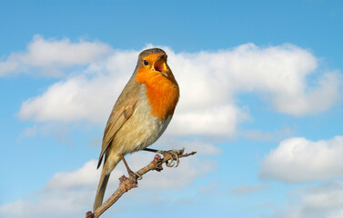 European Robin singing against blue sky