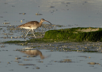 Whimbrel near a tyre covered with weed at mameer coast during low tide, Bahrain