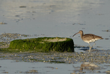 Whimbrel near a tyre covered with weed at mameer coast during low tide, Bahrain