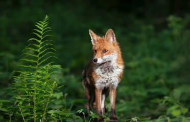Portrait of a red fox cub in a forest