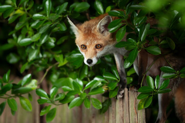 Fototapeta premium Red fox cub standing on a garden fence