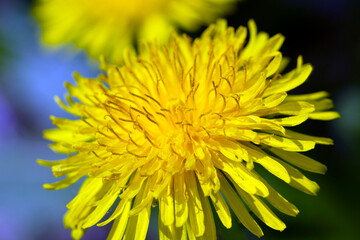 yellow dandelion flower