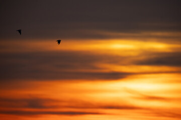Silhouette of Black-headed gulls and dramatic hue during sunrise at Akser coast of Bahrain
