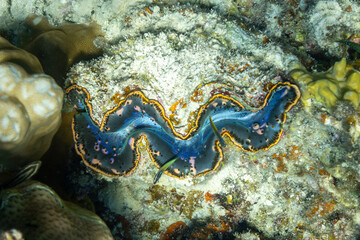 Close up of Colorful giant clam Tridacna gigas grows in the shallows 