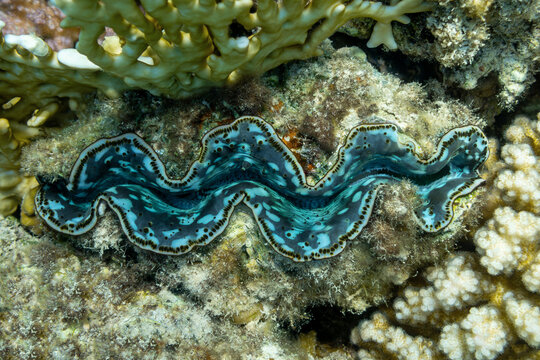  giant clam - Tridacna gigas on the bottom of tropical sea  