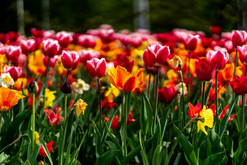 spring colorful tulips blooming in the citadel park in Poznan