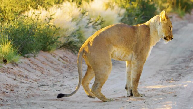 South African Lioness walking towards the camera and seducing male lion for mating