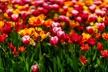 spring colorful tulips blooming in the citadel park in Poznan