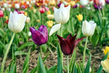 colorful blooming tulip flower in spring garden