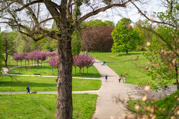 dreamy pastel cherry blossom blooming tree in the spring in citadel park in Poznan Poland