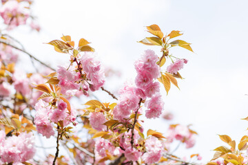 ピンクの八重桜の花