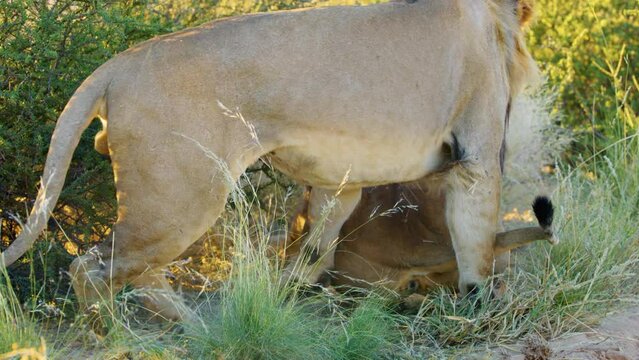 A pair of mating lions on the grass in Savanah.