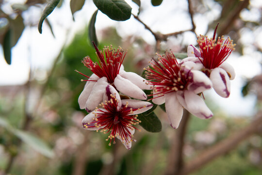 wundersch&ouml;ne Bl&uuml;te der Ananasguave