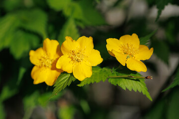 黄色いヤマブキの花