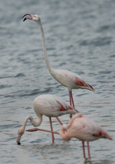 Selective focus on the Greater Flamingo at the back at Mameer coast in the morning, Bahrain