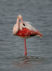 Closeup of a Greater Flamingo preening at Eker creek in the morning, Bahrain