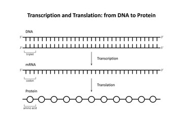 Transcription and Translation: from DNA to Protein